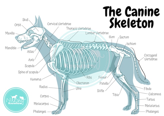 The Canine Skeletal Anatomy Poster - Etsy