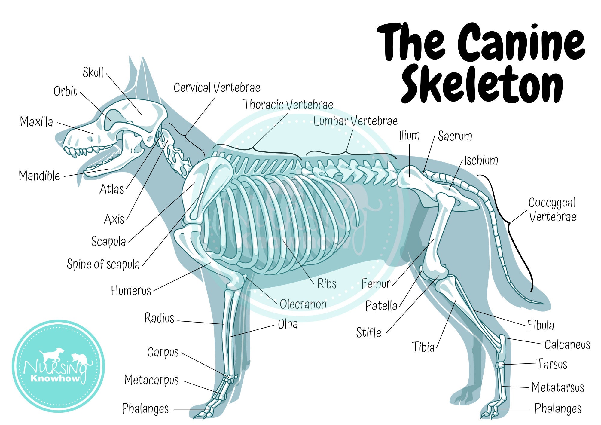 Atlas Vertebra Dog Atlas Vertebra Dog