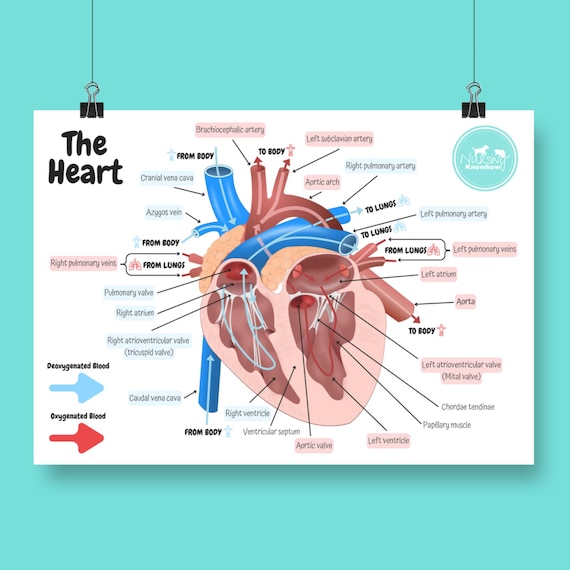 Labeled Canine Heart The Veterinary Heart Anatomy Poster Vet Nurse