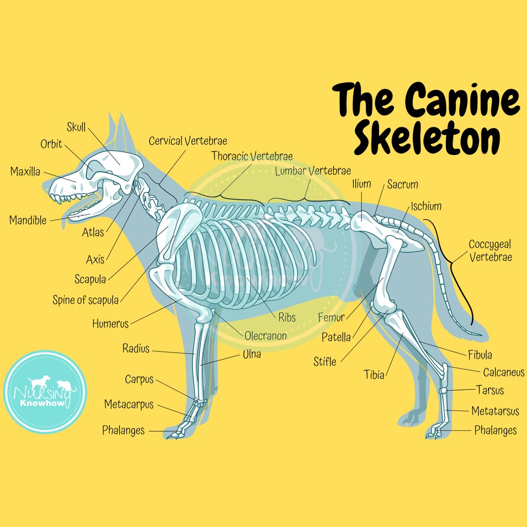 The Canine Skeletal Anatomy Poster Dyslexia Yellow - Etsy