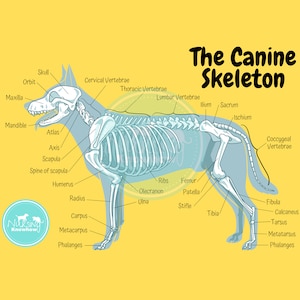 The Canine Skeletal Anatomy Poster Dyslexia Yellow