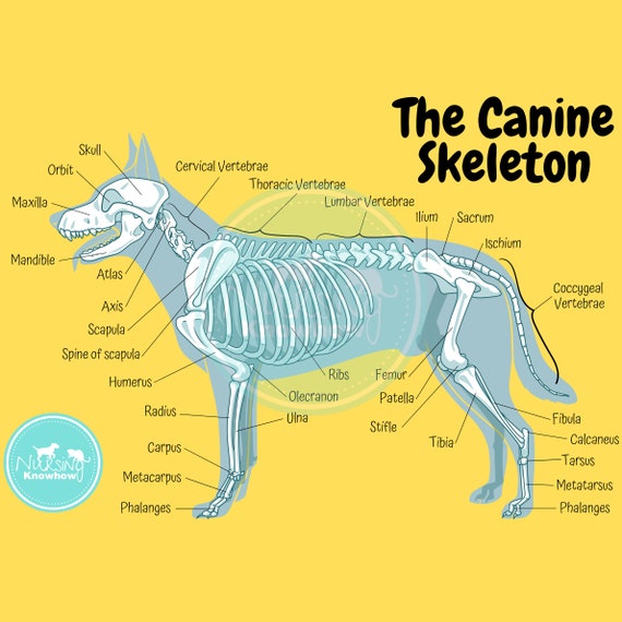 Canine bones sale