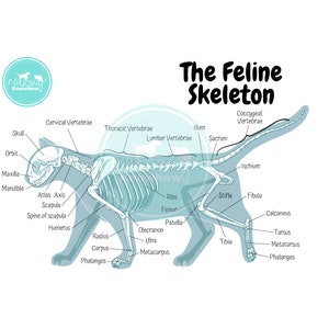 The Feline Skeletal Anatomy Poster