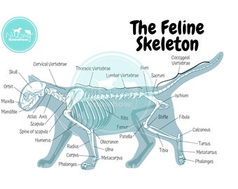Anatomy of the Cat ほか猫解剖学関連書籍　４点セット Anatomy of the Cat ほか猫解剖学関連書籍 4点セット