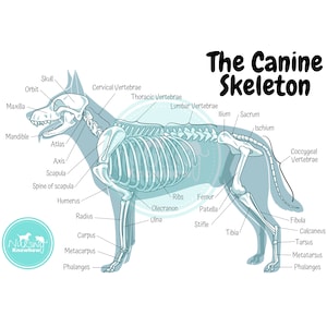 The Canine Skeletal Anatomy Poster