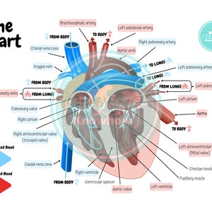 May include: A diagram of the human heart showing the flow of blood through the four chambers, valves, and major arteries and veins. The diagram shows the path of oxygenated blood from the lungs to the body and deoxygenated blood from the body to the lungs.
