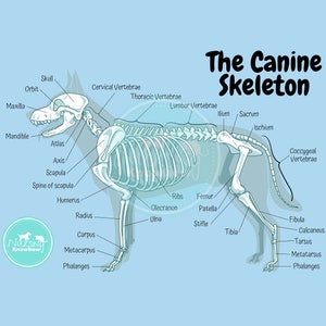 The Canine Skeletal Anatomy Poster Dyslexia Blue