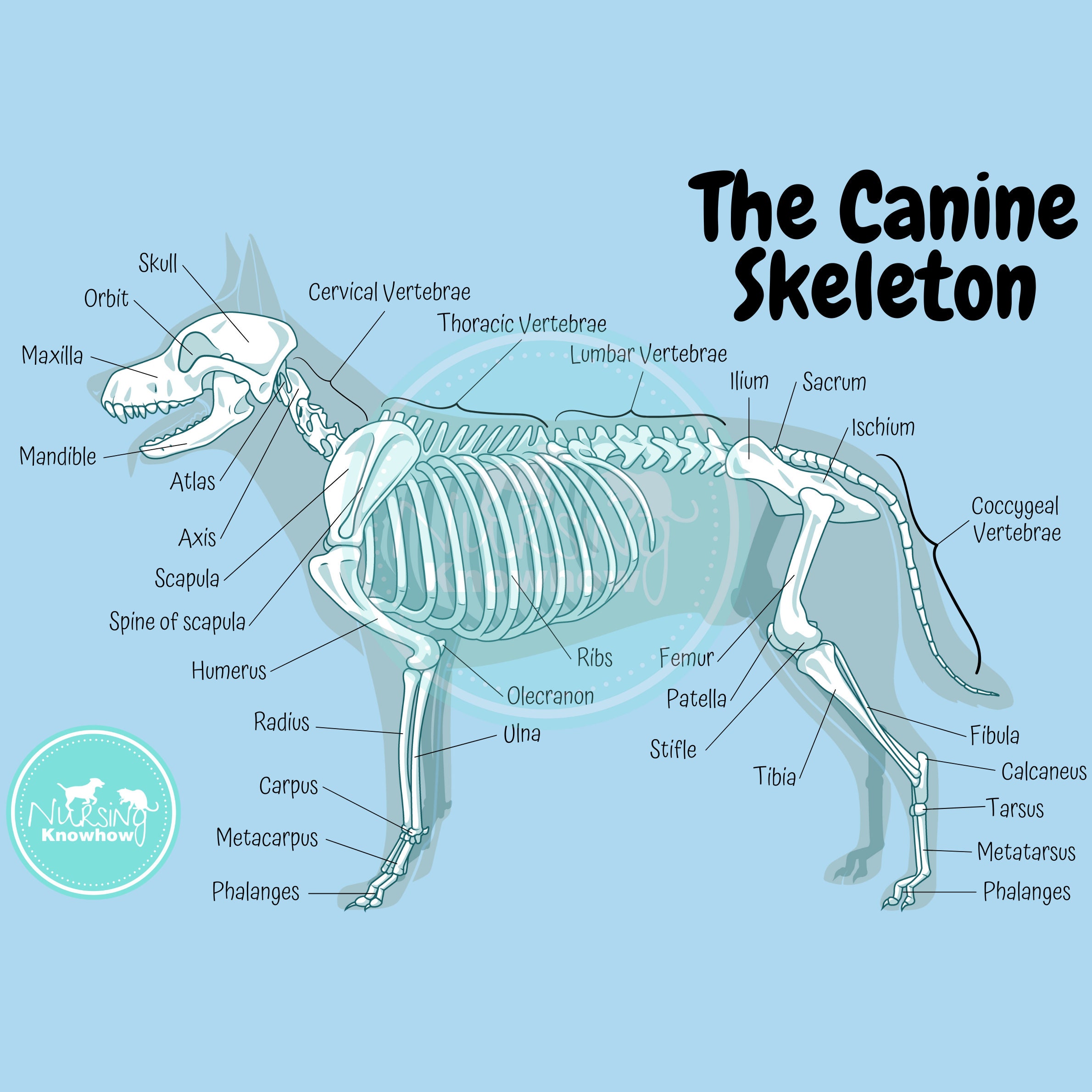 Animal Anatomy - Etsy New Zealand Animal Anatomy - Etsy New Zealand