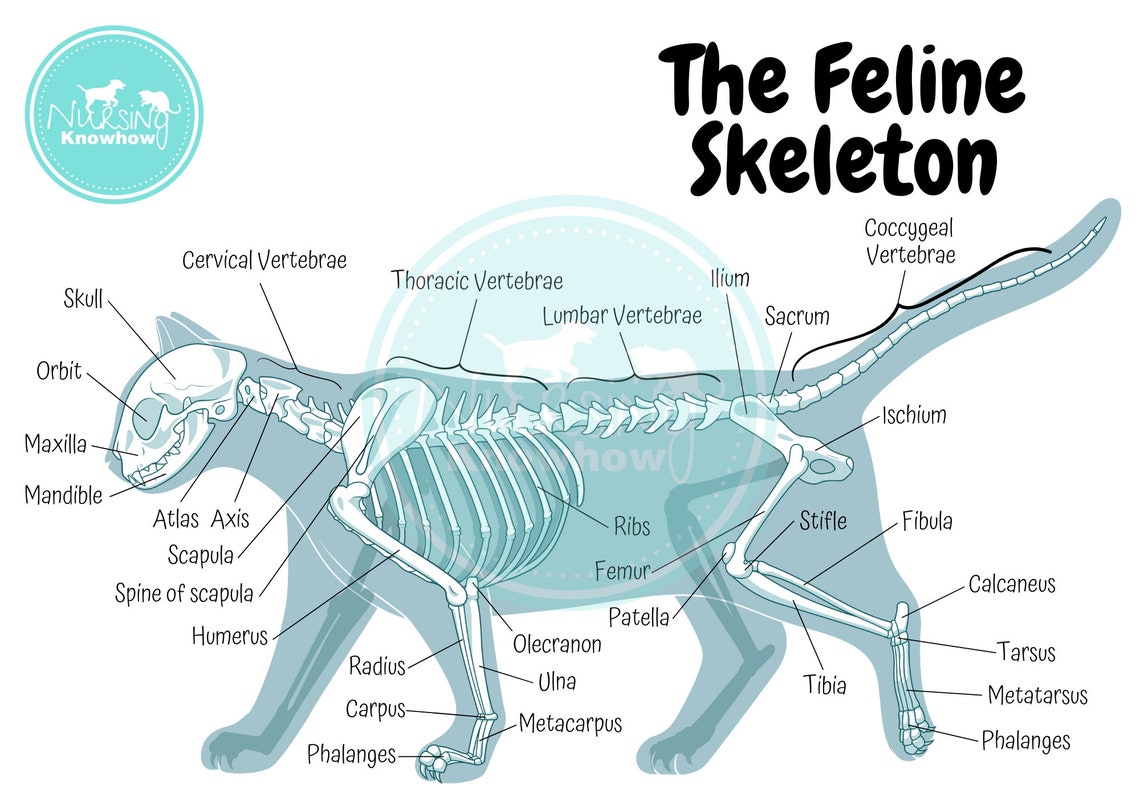 The Feline Skeletal Anatomy Poster Etsy