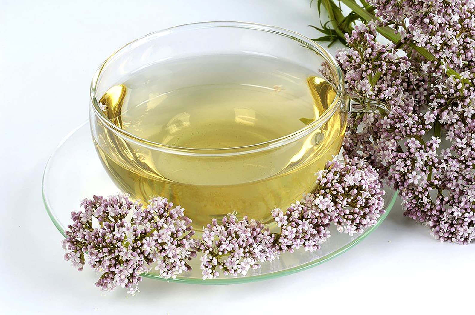 Valerian Root Tea Valeriana officinalis Natural Dry Calming Etsy