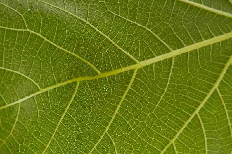 20g5g FREE Organic Dried Fig Leaf. All Natural Weight Loss Etsy