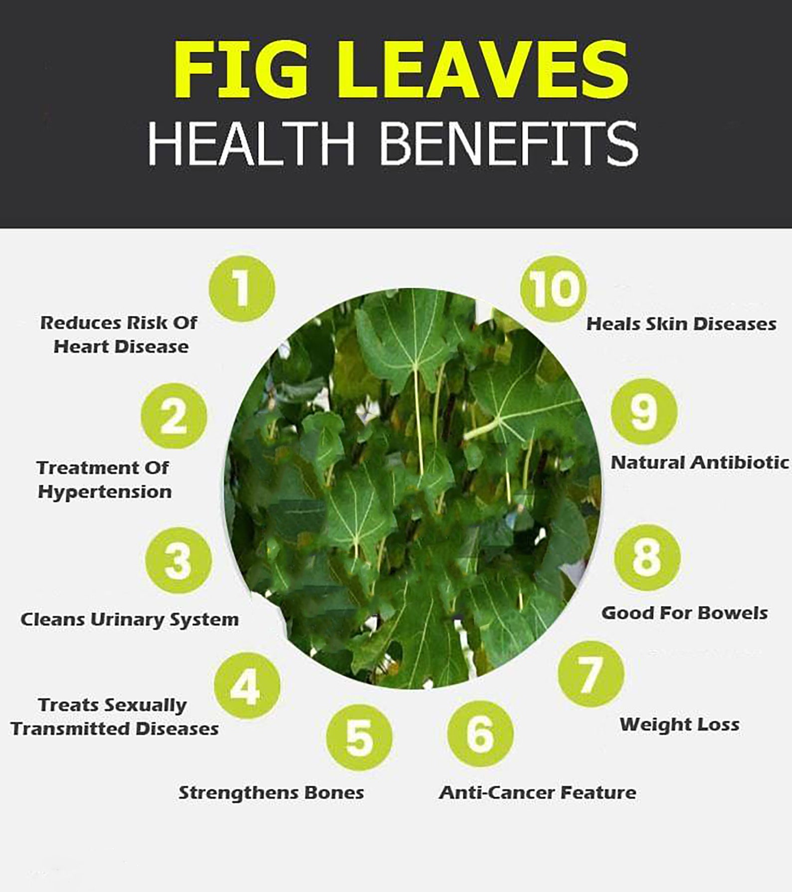 20g5g FREE Organic Dried Fig Leaf. All Natural Weight Loss Etsy