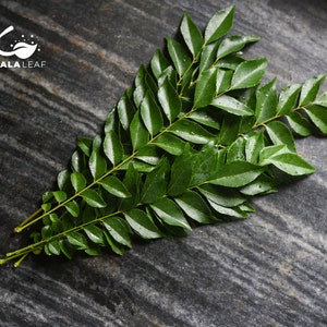 ORGANIC Curry Leaves from South India