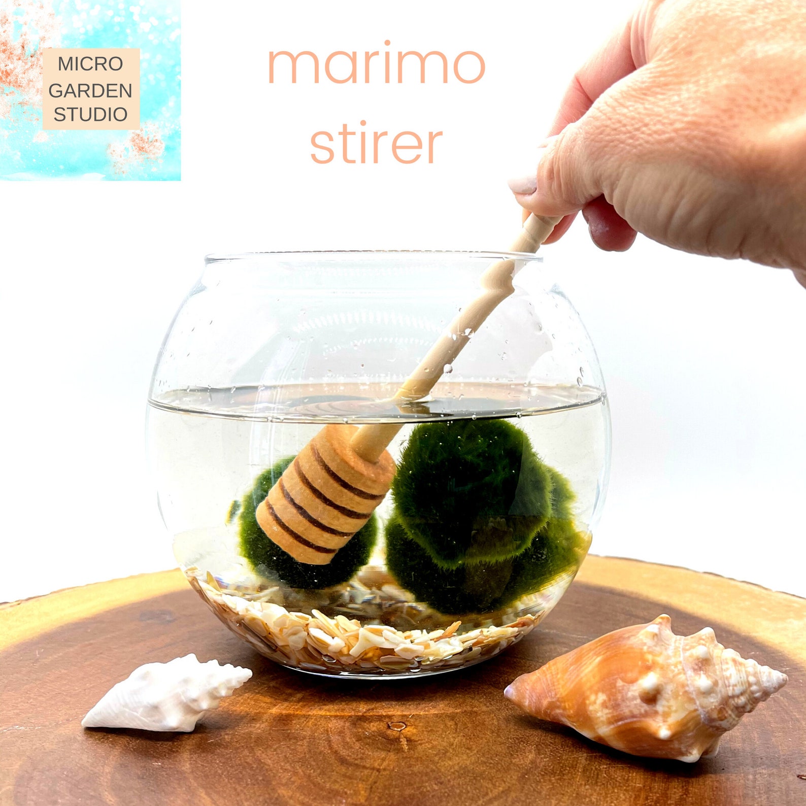 Deluxe Moss Ball Care Kit / Moss Ball Spa Day with Food Salt Etsy