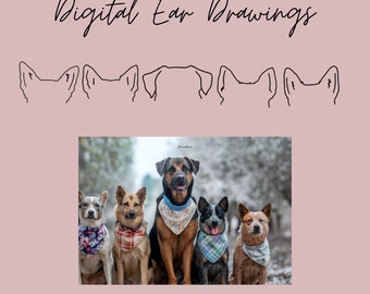 Digital Custom Pet Ear Drawing