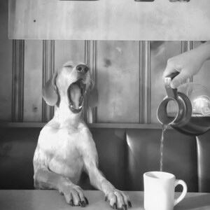 Coffee for Dogs Print, Black and White, Vintage Photography, Funny Kitchen Wall Art, Dining Room Decor, Digital Download, Coffee Shop Decor