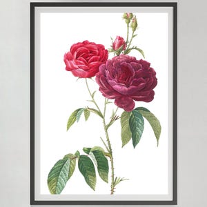 Vintage Rose Print, Antique Flower Print, Vintage Floral Painting, Printable Roses Wall Decor, Digital Download, Dorm & Bedroom Wall Art