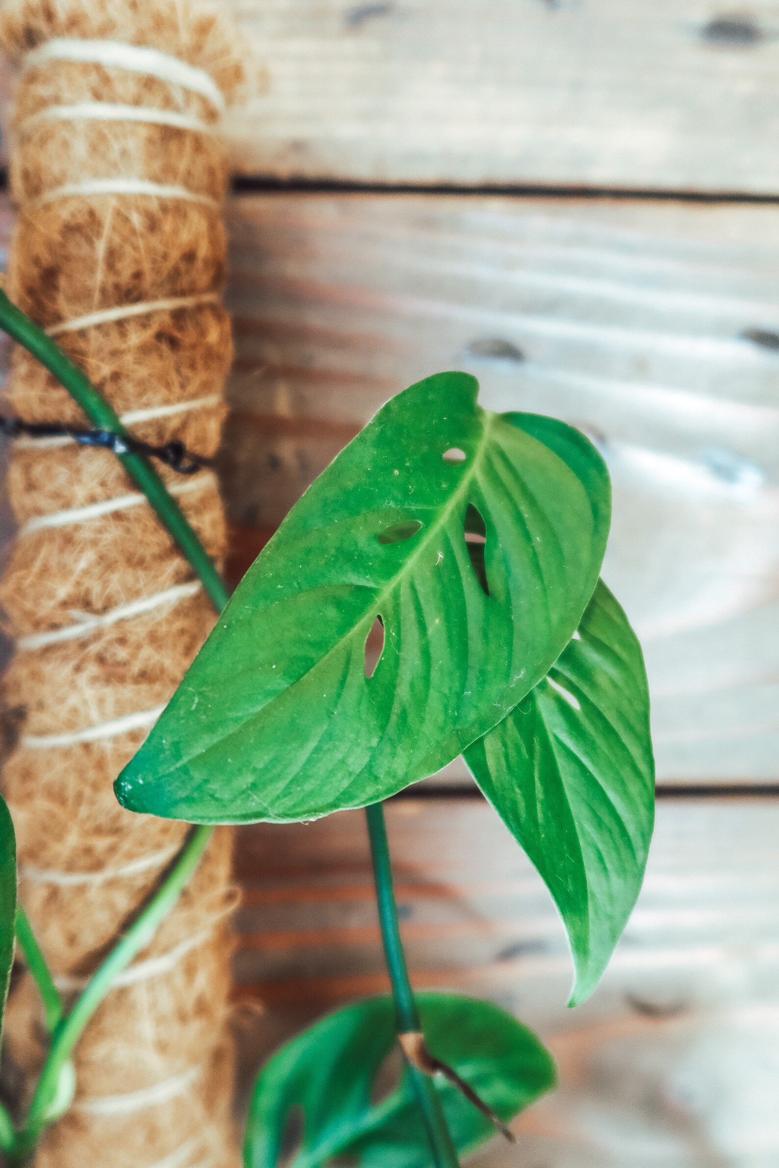 Monstera Adansonii Swiss Cheese Plant Cuttings Etsy