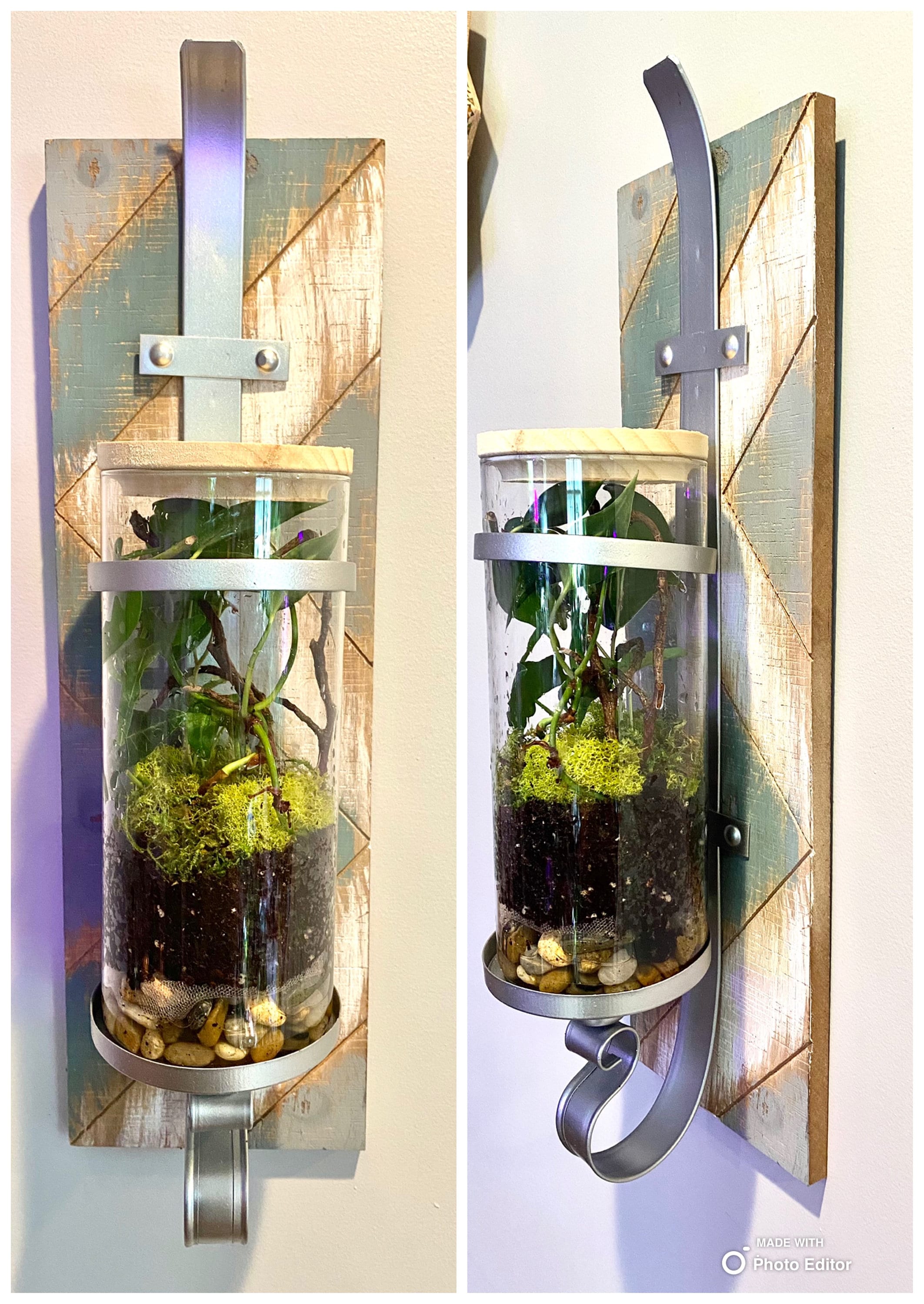 Wall Mounted Terrarium Live Plant Home Decor Etsy
