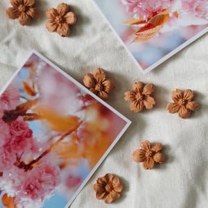 May include: An overhead shot features several postcards with images of cherry blossoms in various stages of bloom. Small, brown, flower-shaped objects are scattered around the postcards, creating a spring-like aesthetic. The background is a white, textured fabric.