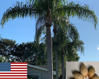 Grown in USA Siagrus Romanzoffiana Free USA Shipping Organic Queen Palm Seeds