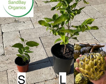 Live Sugar Apple Seedling | Custard Apple | Annona Squamosa | Organic | Free Ship
