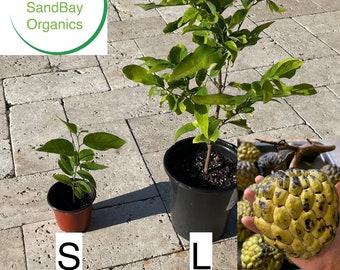 Sugar Apple Seedling | Custard Apple | Annona Squamosa | Organic | Non-GMO | Free Ship