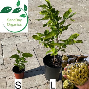 Sugar Apple Seedling | Custard Apple | Annona Squamosa | Organic | Non-GMO | Free Ship