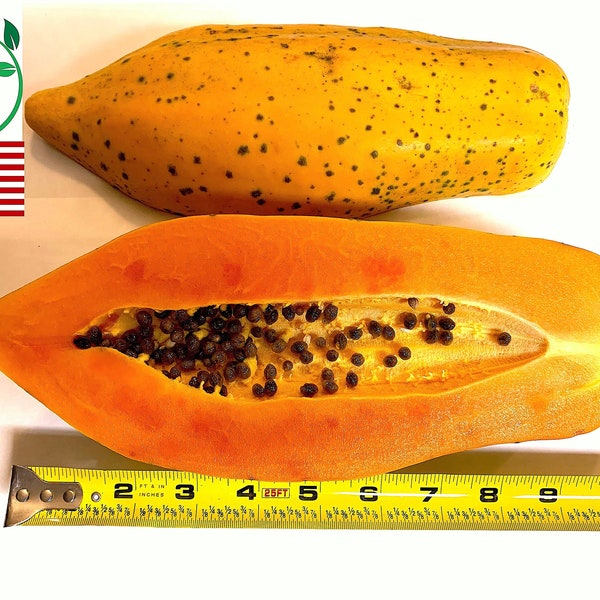 25+ Dwarf Red Lady Papaya Seeds | Organic | Non-GMO | Grown in USA