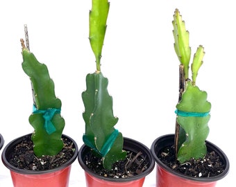 Rooted Dragon Fruit Plant | Yellow, Red, Purple, White | Hylocereus | Organic | Free Ship