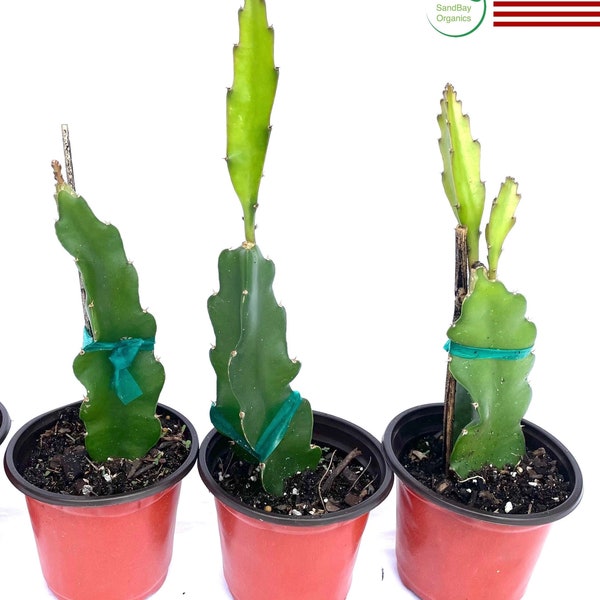 Rooted Dragon Fruit Plant | Yellow, Red, Purple, White | Hylocereus | Organic | Free Ship