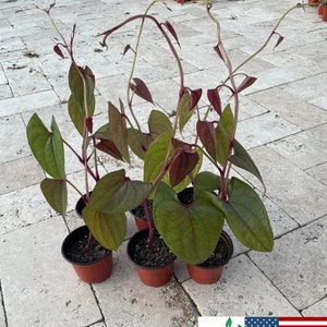 Purple Yam Plant | Ube Vine | Dioscorea alata | Khoai Mo | Non-GMO | Organic | Free Ship