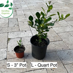 Kaffir Lime Tree / Seedling | Citrus hystrix | Non-GMO | Organic | Free Ship