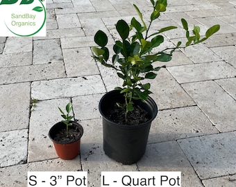 Kaffir Lime Tree / Seedling | Citrus hystrix | Non-GMO | Organic | Free Ship