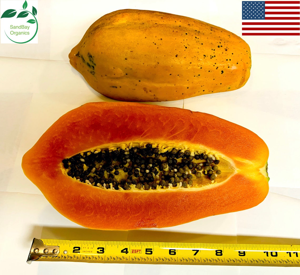 50 Red Lady Papaya Seeds Organic NonGMO Grown in USA Etsy