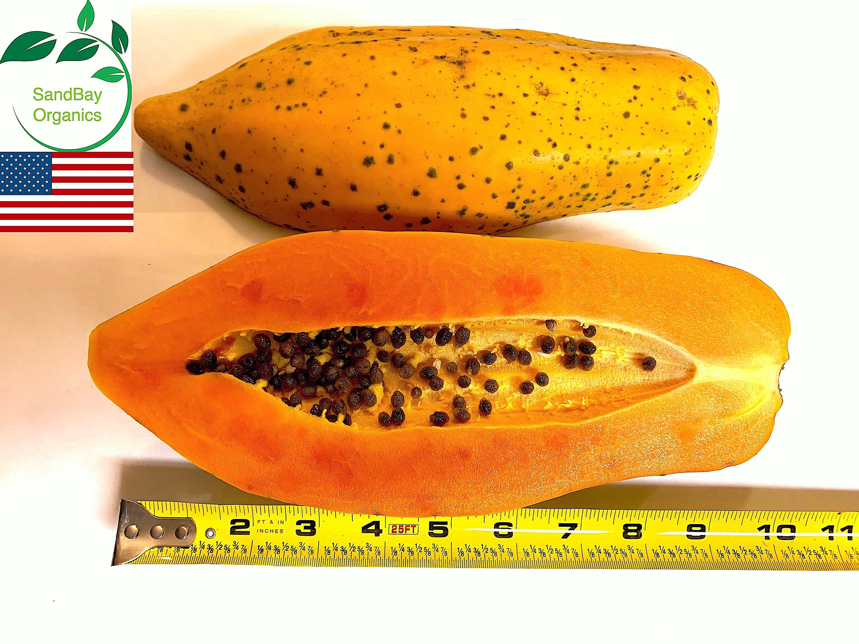 25 Dwarf Red Lady Papaya Seeds Organic Nongmo Grown in Etsy
