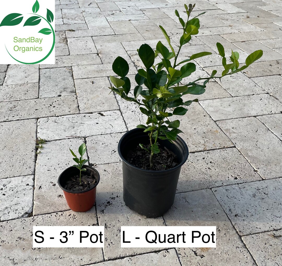 Kaffir Lime Tree / Seedling | Citrus Hystrix | Non-gmo | Organic