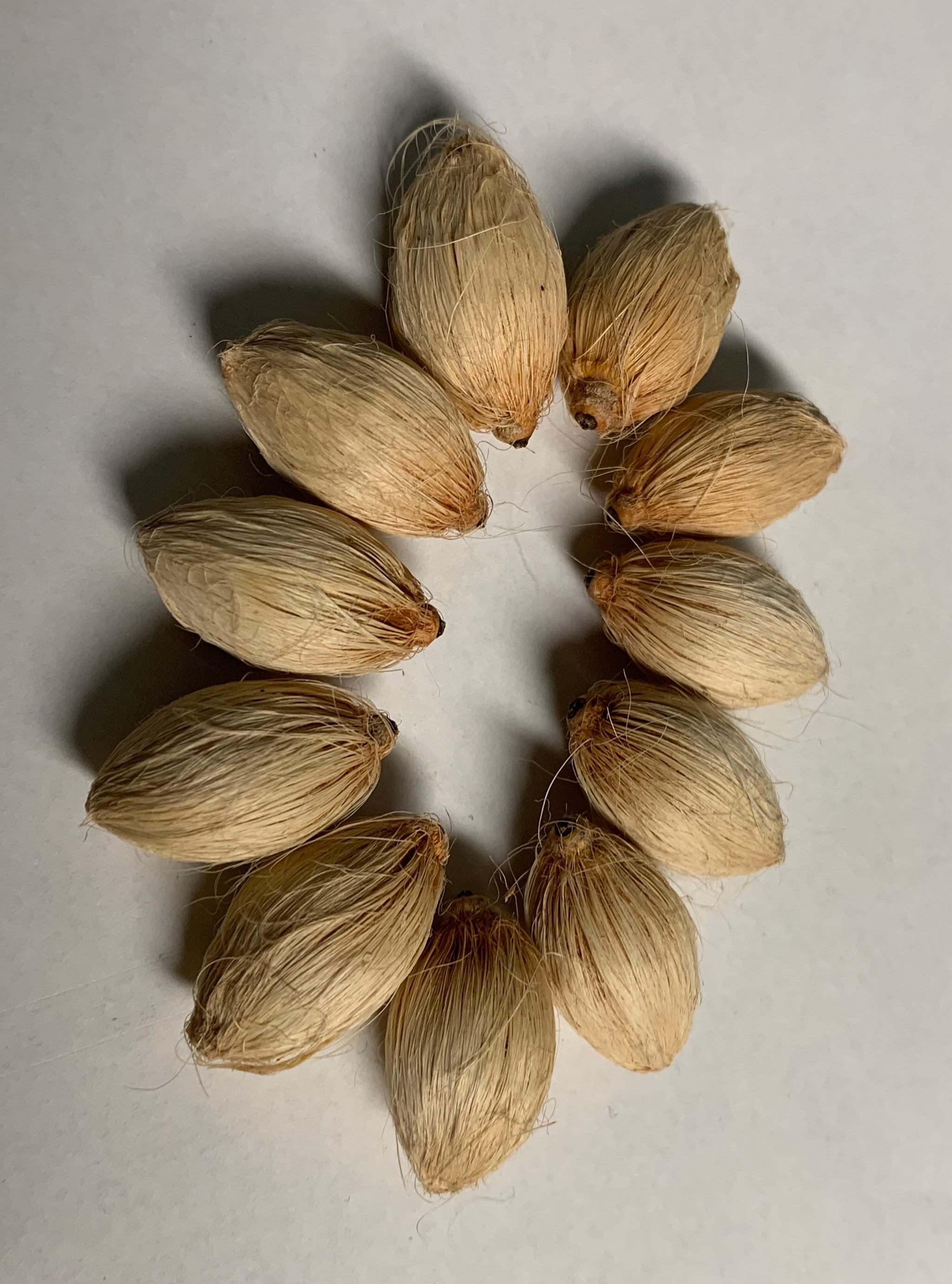 10 Queen Palm Seeds Cocos Palm Siagrus Romanzoffiana Etsy