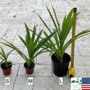 Pandan Plant | Pandanus amaryllifolius |  la dua | Organic | Free Shipping