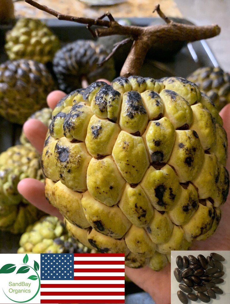25 Sugar Apple Seeds Sweetsop Custard Apple Nongmo Etsy Ireland
