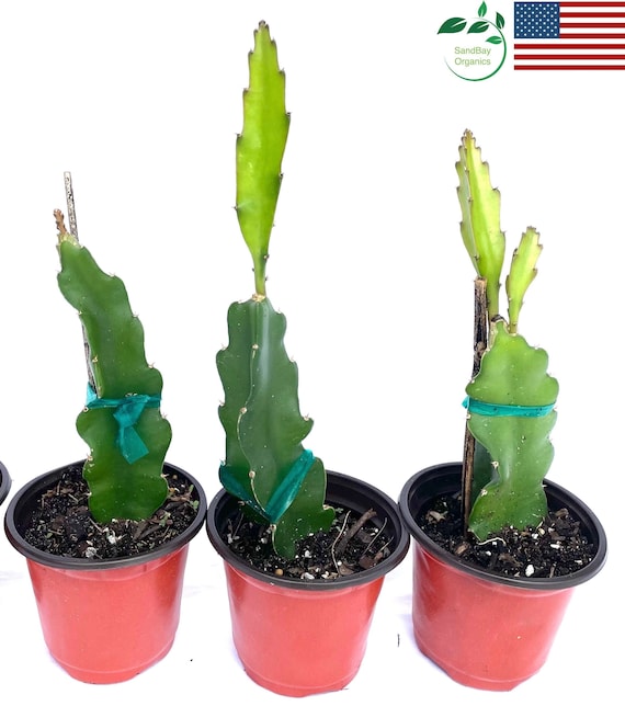 Live Rooted Dragon Fruit Plant | Yellow, Red, Purple, White | Hylocereus | Free Ship USA