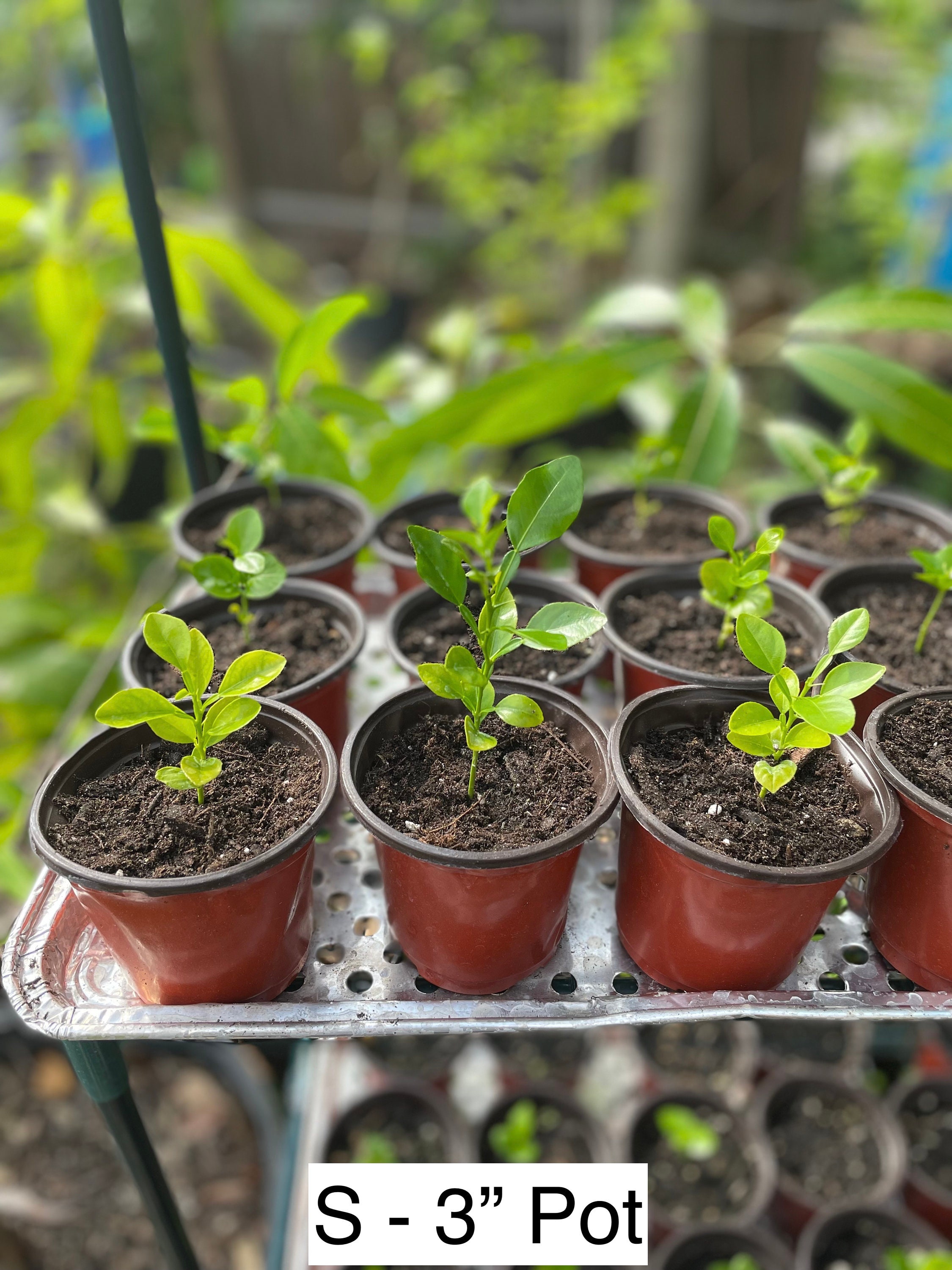 Kaffir Lime Tree / Seedling | Citrus Hystrix | Non-gmo | Organic