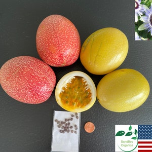 25+ Red or Golden Passion Fruit Seeds | Passiflora edulis | Organic | Grown in USA