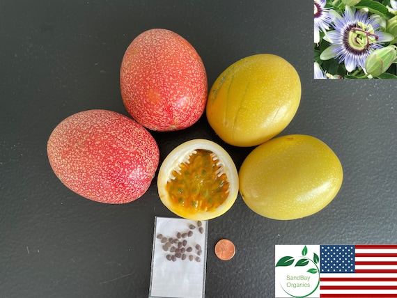 25+ Red or Golden Passion Fruit Seeds | Passiflora edulis | Organic | Grown in FL, USA