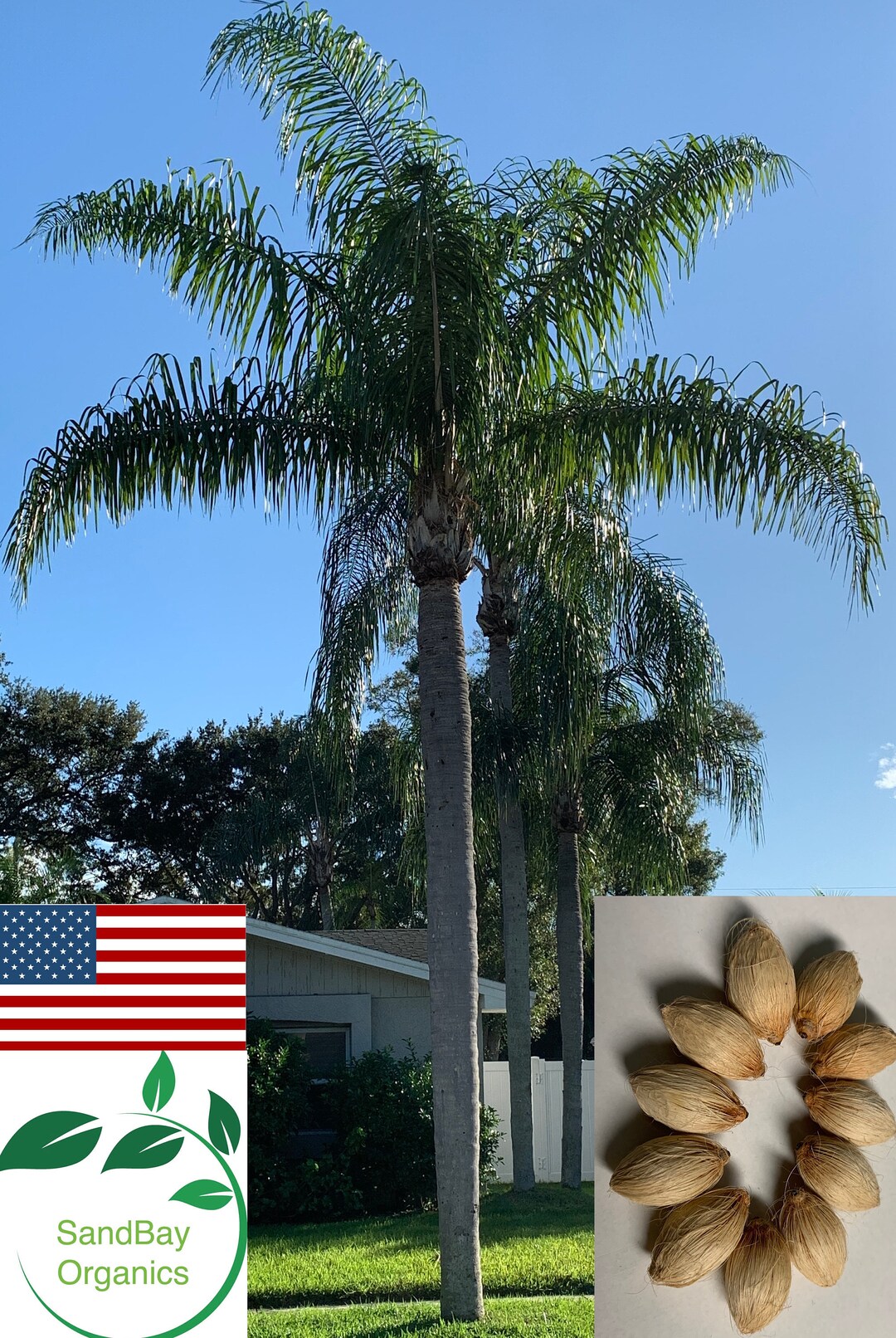10 Queen Palm Seeds Cocos Palm Siagrus Romanzoffiana Organic Grown in
