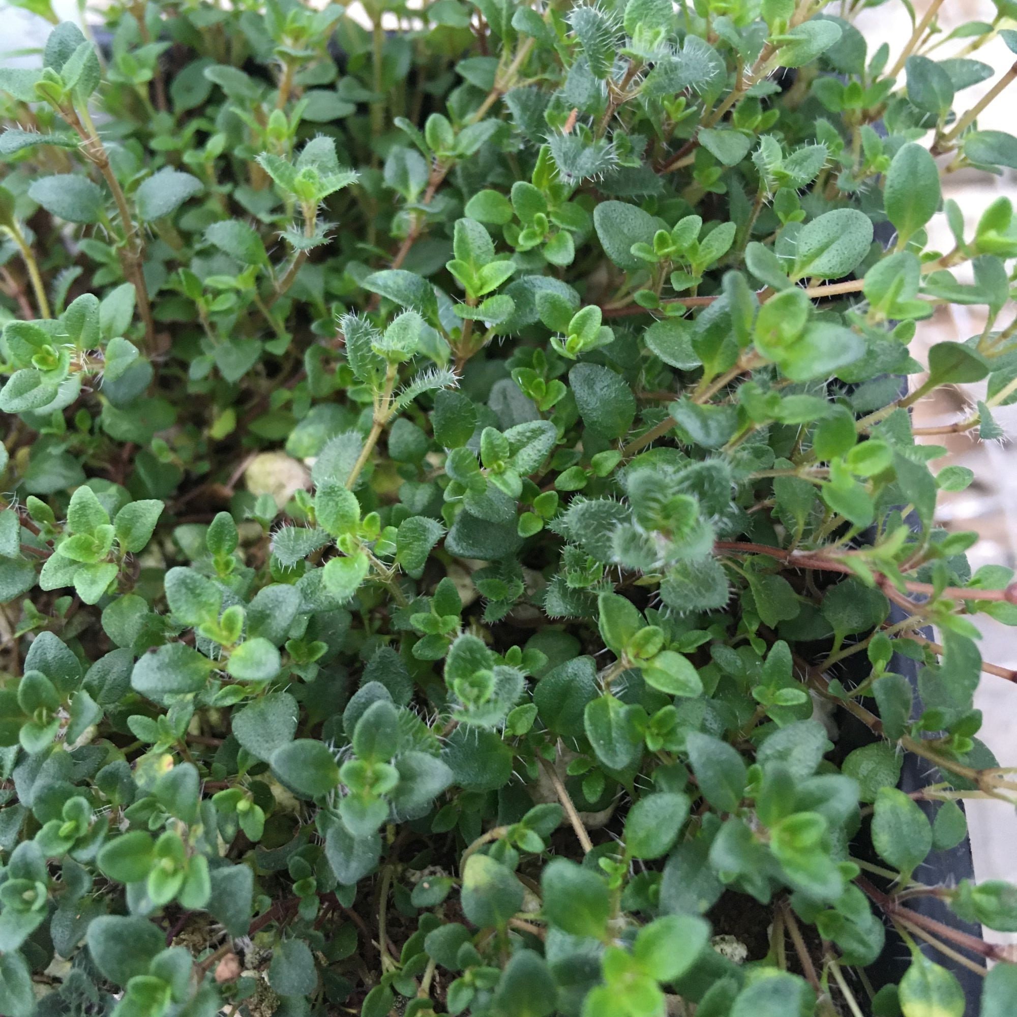 Creeping Thyme thymus Serpyllum Seed 400 Seeds Etsy