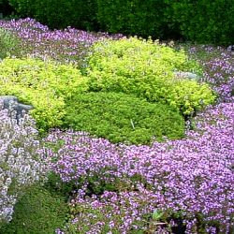 Mixed Creeping Thyme Seeds 400 Seeds Etsy