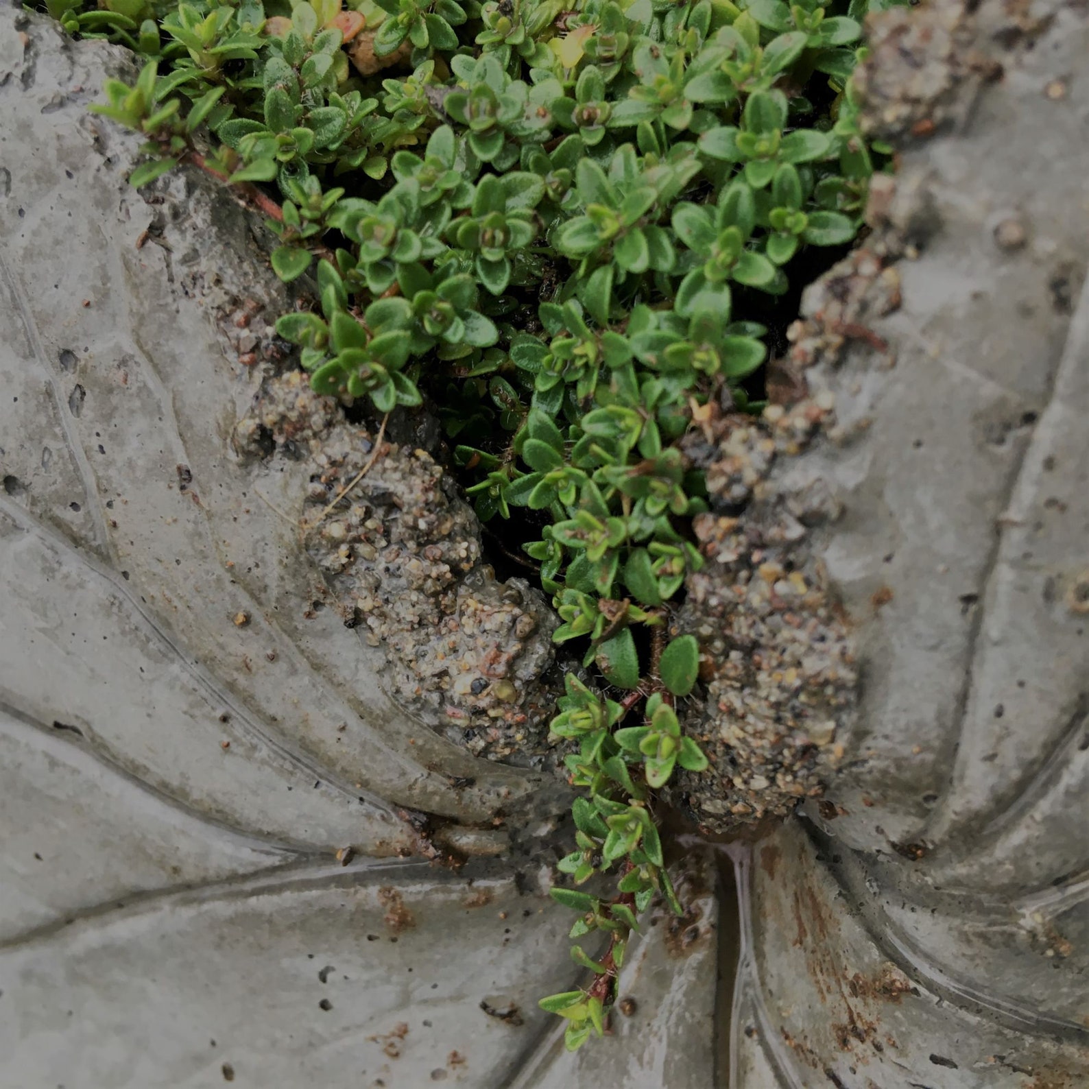 Creeping Thyme thymus Serpyllum Seed 400 Seeds Etsy