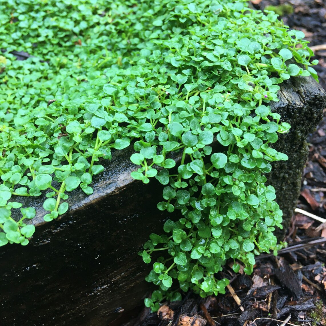 Corsican Mint Seed to Grow Your Own Stepable Groundcover 400 Etsy