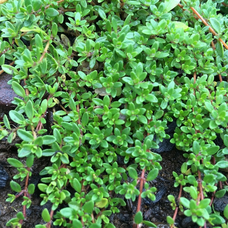 Graines de thym rampante Thymus serpyllum 400 graines Etsy France